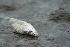 toter Fisch